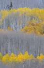USA, Colorado, Gunnison National Forest. Aspen trees with yellow tops in autumn. Art Print